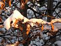 2010-11-30, erster Schnee (3)